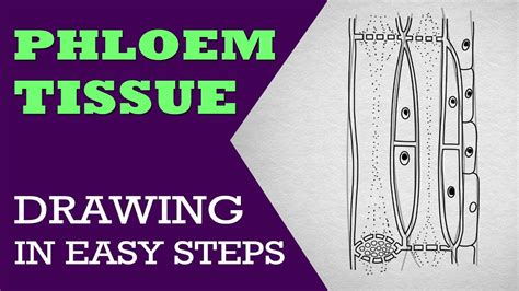 How To Draw Phloem In Easy Steps 9th Biology Cbse Ncert Class 9