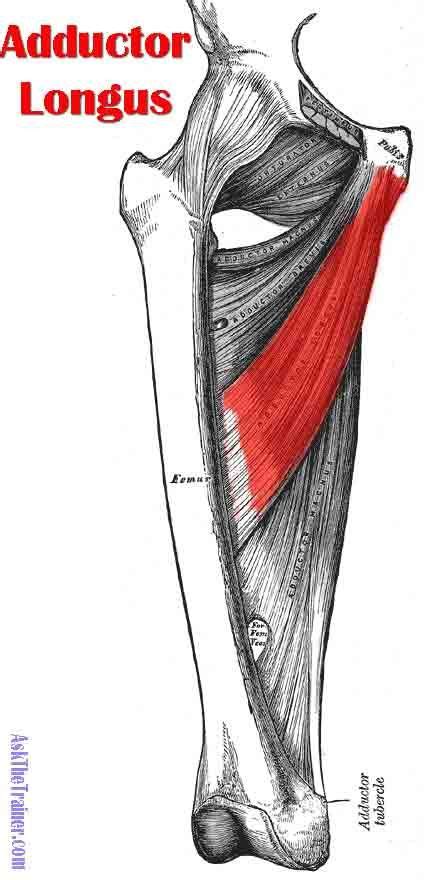 Groin Muscles Diagram Conjoint Tendon Shoulder Anatomy Illustration