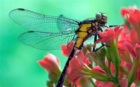 Pink Spend Yellow Dragonfly Windows Theme Wallpaper