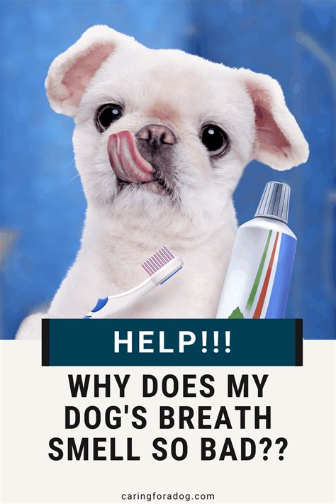 What Causes Bad Breath In Dogs And How To Fix It Caring For A Dog
