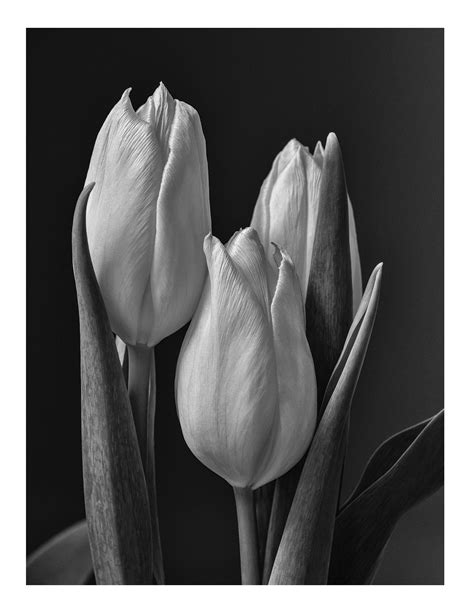 Three Tulips Flower Photography Nature Photography Black Etsy White