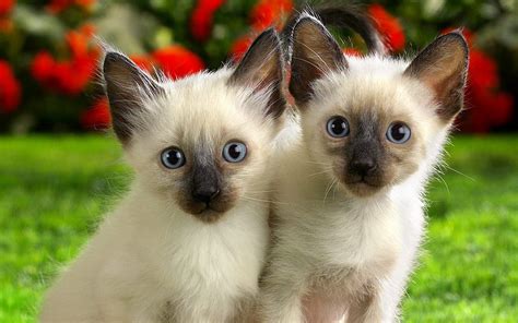 Maybe you would like to learn more about one of these? Gatitos muy tiernos. HD. (recomendado) - Imágenes - Taringa!