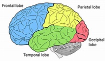 Lobes of the brain - Queensland Brain Institute - The University of ...