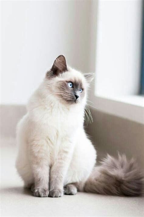 Ragdoll Cat Breed Informationpictures And Health Cute Cats