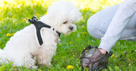 Vital Reasons Why You Should Clean Up After Your Dog Petlifeuk