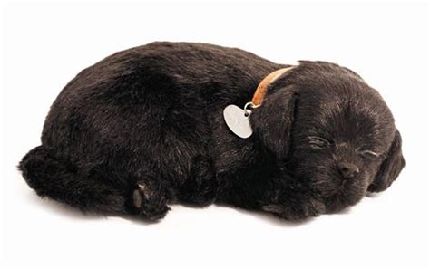# like lots of scam sites, the sites that are selling lifelike animal realistic kitty and realistic dog like realistic yorkie dog casey, realistic teddy dog, realistic bunny, etc. at an abnormal price are also poorly designed which look similar to lots of scam sites. Black Lab Perfect Petzzz Life Like Stuffed Animal Breathing Dog in 2020 | Black lab puppies ...