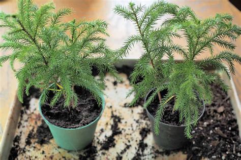How To Propagate Norfolk Island Pine Gardeners Path