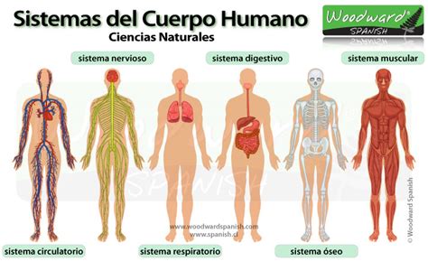 Estructura física y pluricelular organizada del ser humano. Los Sistemas del Cuerpo Humano