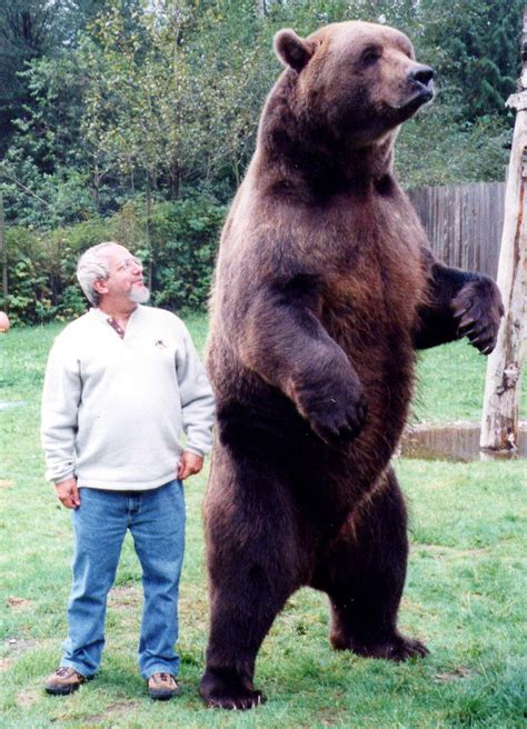Standing Grizzly Bear Next To Human