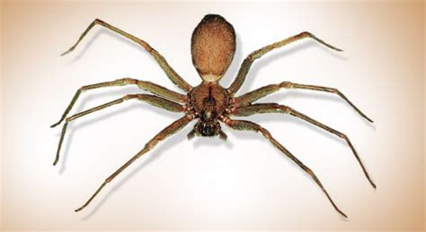 Brown Recluse Spider Facts And Pictures