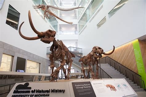 University Of Michigan Museum Of Natural History Ann Arbor