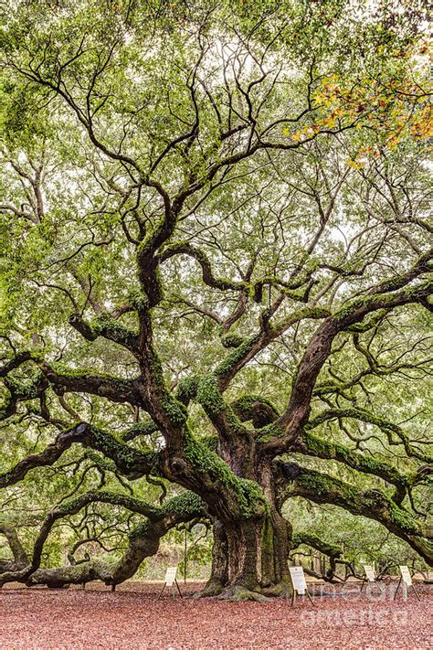 Angel Oak On Johns Island Near Charleston South Carolina Photograph By