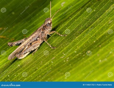 Cricket On Leaf Close Up Stock Image Image Of Closeup 114021753