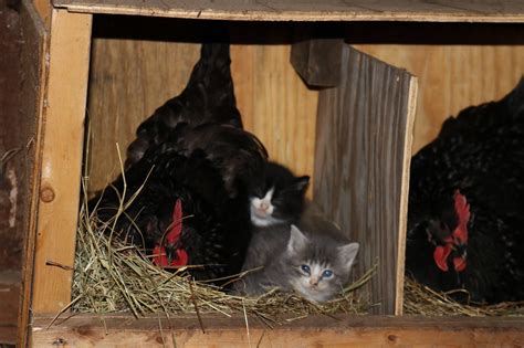 Temperatures were freezing, and see how we're making a difference for people, pets, and the planet and how you can get involved! My friends chicken decided to keep the barnyard kittens ...