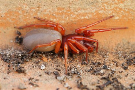 Woodlouse Spider Woodlouse Hunter Sowbug Killer Dysdera Crocata