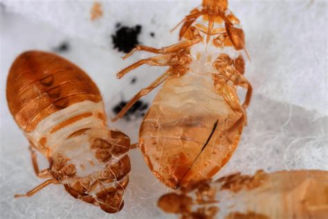Close Ups Of 3 Shed Skins Of 5th Instar Bed Bug Nymphs Flickr Photo