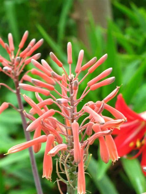 Aloe Vera Flower Grow And Care For Aloe Plant Flowers