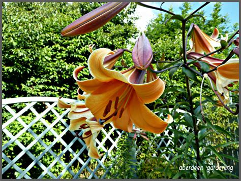 Trumpet Lily African Queen Its Not About Bogart Or Hepburn