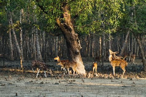 Sundarbans Taabutour