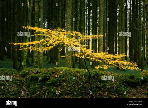 Beech Tree Sapling Hi Res Stock Photography And Images Alamy