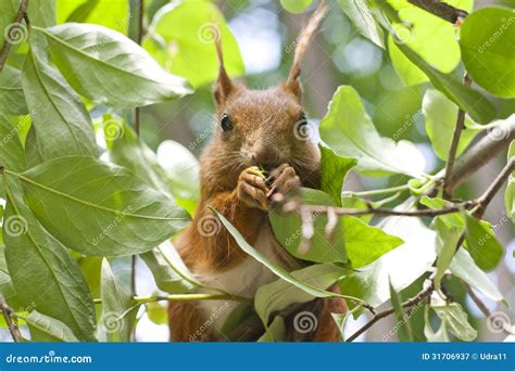 Red Squirrel Eat On The Tree Stock Image Image Of Green Outdoor