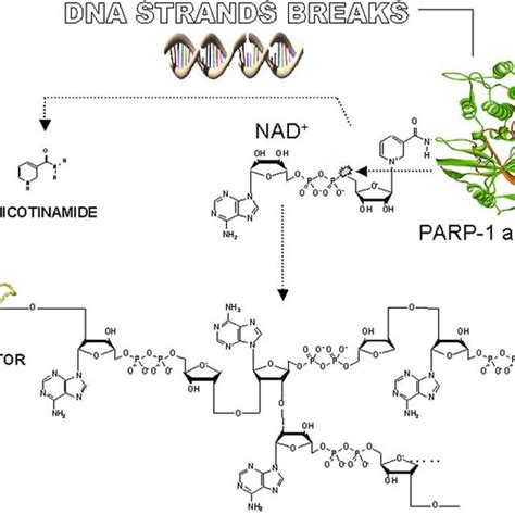 poly adp ribose glycohydrolase parg reactivates parp 1 and allows download scientific