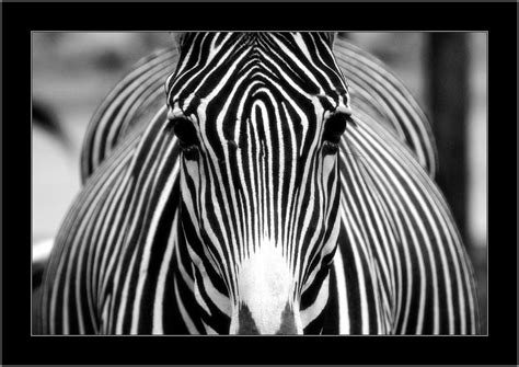 Symmetry Black And White By Rajmund67 On Deviantart