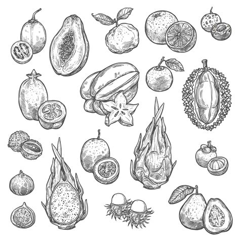 Premium Vector Exotic Tropical Fruits Isolated Sketches