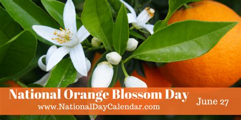 national orange blossom day june 27 orange blossom orange blossom