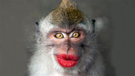 Funny Monkeys Wallpapers For Chrome Funny Tabs