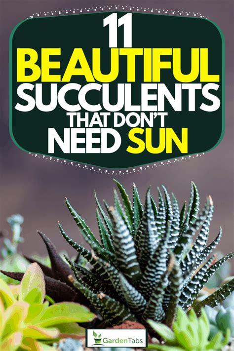11 Beautiful Succulents That Dont Need Sun