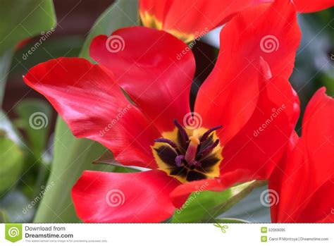 For example, hibiscus, sunflower, lily, rose, tulip, daffodil, mustard, brinjal. Opened Red Tulip II stock image. Image of flowers, tulips ...
