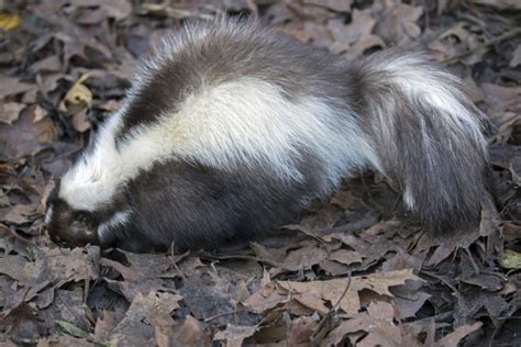 Skunks Digging Up Lawn Heres What You Can Do Wildlife Removal