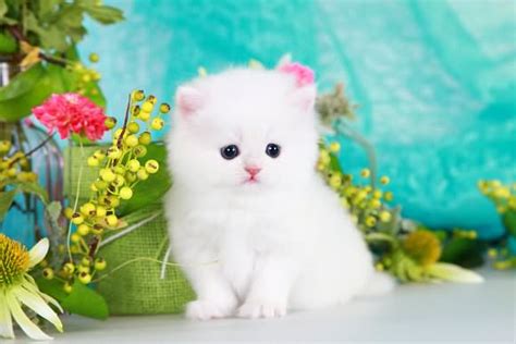 50 Very Awesome White Himalayan Cat Photos And Pictures