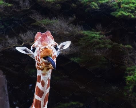Funny Giraffe ~ Animal Photos ~ Creative Market
