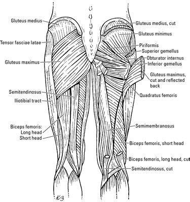 Extends from crest of hip, down along outside of thighs, to leg. The Thigh Muscles - dummies