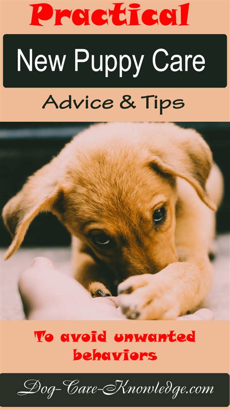 Learn all about how to make your puppy's. Practical New Puppy Care Advice To Avoid Problems