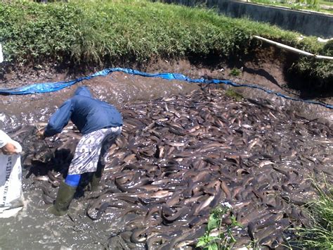 Aturan Cara Pemberian Pakan Ikan Lele Yang Baik Dan Benar Budidaya Ikan