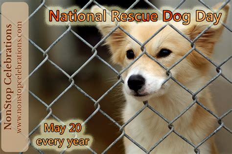Celebrate National Rescue Dog Day Every May 20 Nonstop Celebrations
