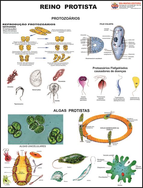 Reino Protista Middle School Science Biology Map