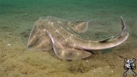 Baby Angel Shark Shows Off Ninja Ambush Skills Youtube