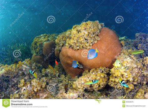 Underwater Life In Dominican Republic Stock Photo Image