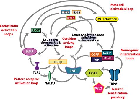 Integrative Concepts Of Rosacea Pathophysiology Clinical Presentation