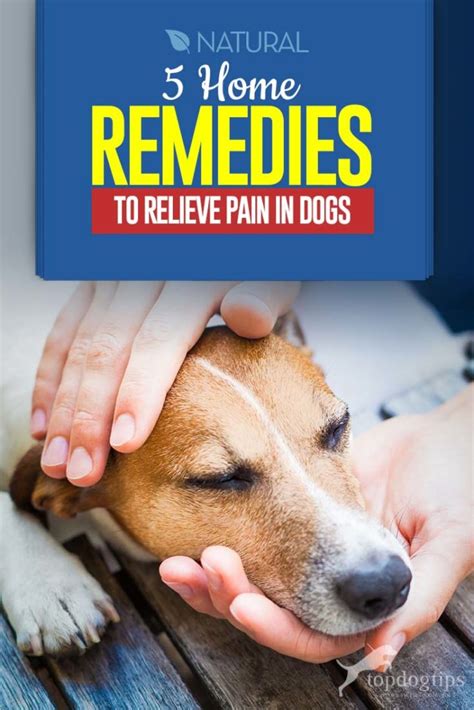 5 Dog Pain Relief Home Remedies All Natural And Safe For Long Term