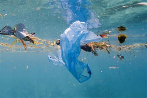 Thousands of seabirds and sea turtles, seals and other marine mammals are killed each year unfortunately, plastic is so durable that the epa reports every bit of plastic ever made still exists. all five of the earth's major ocean gyres are. Citizen Scientists Are Tracking Plastic Pollution ...