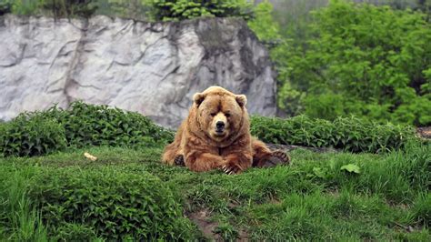 Brown Bear Animals Bears Mammals Hd Wallpaper Wallpaper Flare