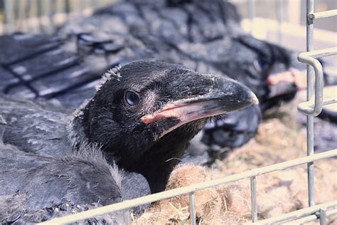 three new raven chicks hatch at the tower of london daily mail online