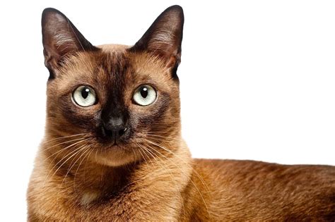Feline 411 All About Burmese Cats Cattitude Daily