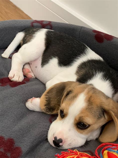 Meet Bobby Hes A Little Baby Beagle And This Is His First Day At Home