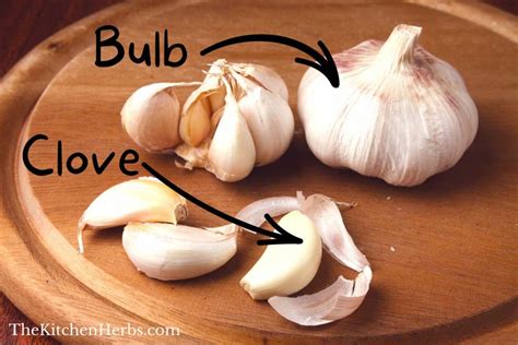 Qanda What Is A Clove Of Garlic The Kitchen Herbs